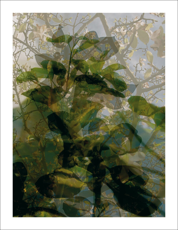Le Beuan Bénic, N.: Végétaux 16, 2008 ZG