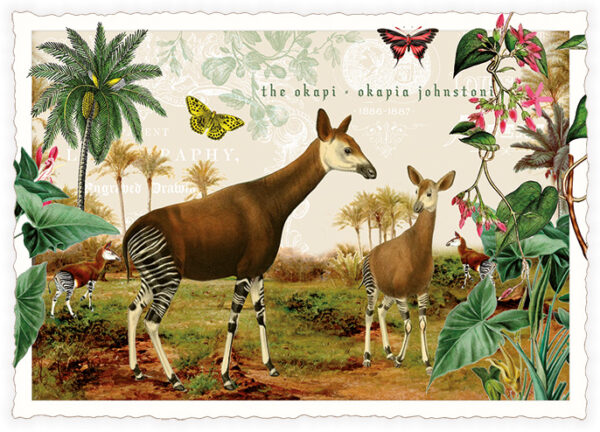 Okapi  (o.T.) (Quer)