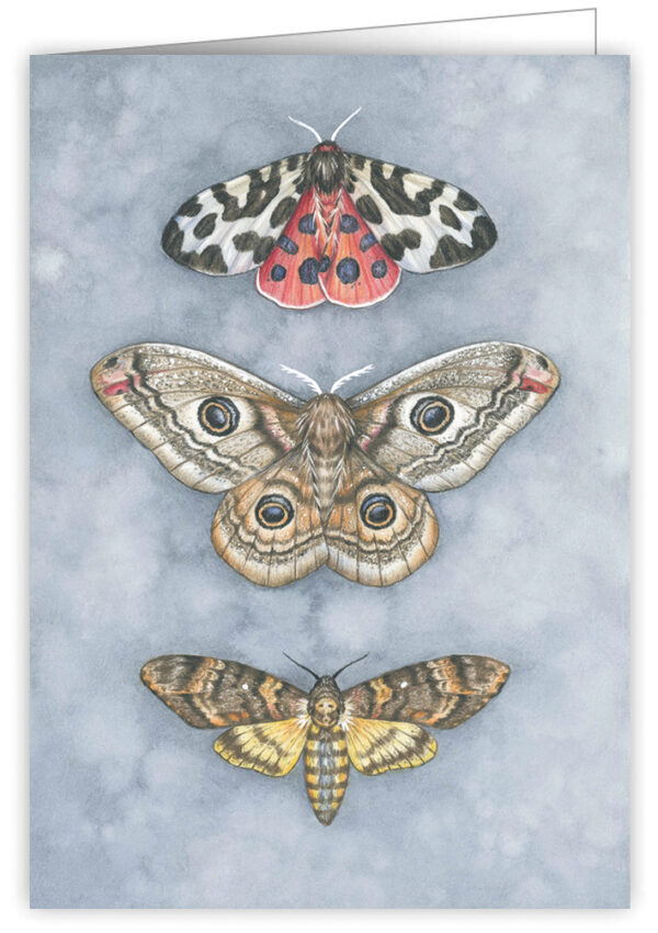 Insekten (o. T.)