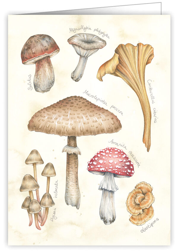 Mushrooms (o. T.)