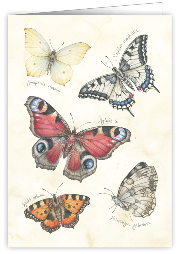 Butterfly (o. T.)